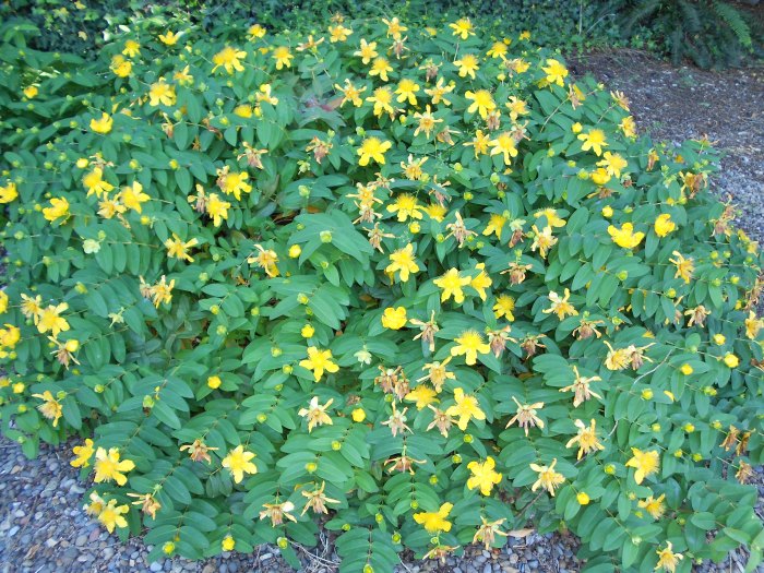St. John's wort