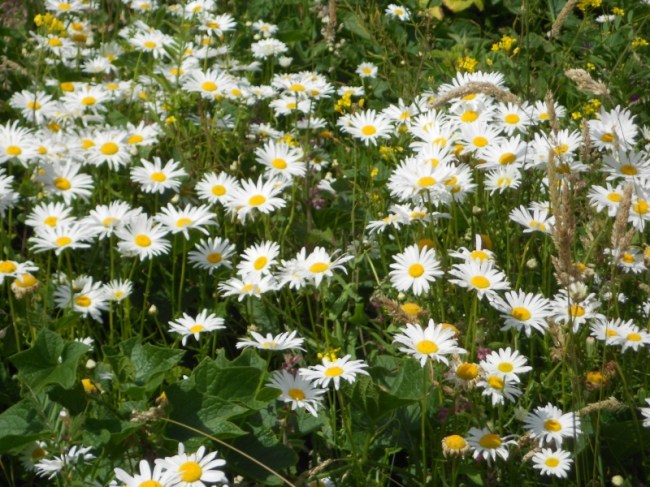 Daisies
