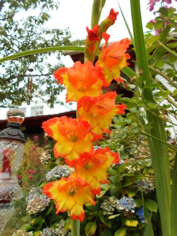 Gladiolus