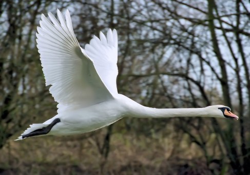 Mute swan Mute swan