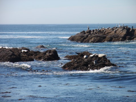 Pelicans & pinnipeds