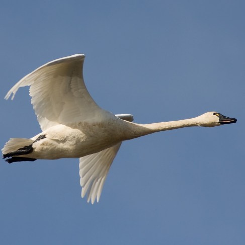 Tundra swan Tundra swan