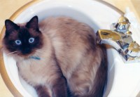 kitty in sink