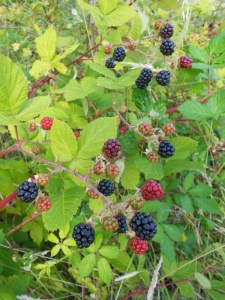 blackberries