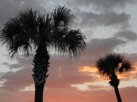 Palm trees at sunset
