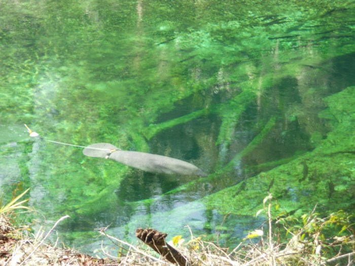 Manatee swimming across spring