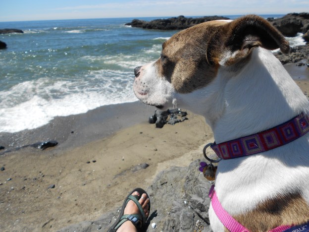 Dog at beach