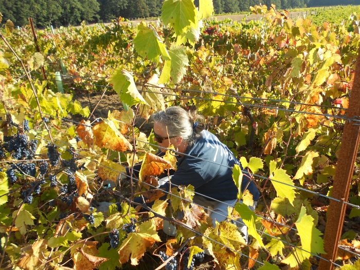 Woman harvesting grapes