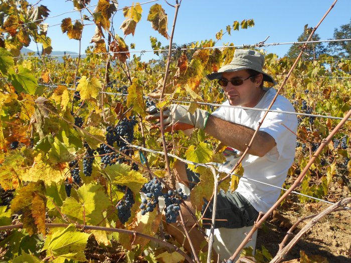 Man harvesting grapes in vineyard