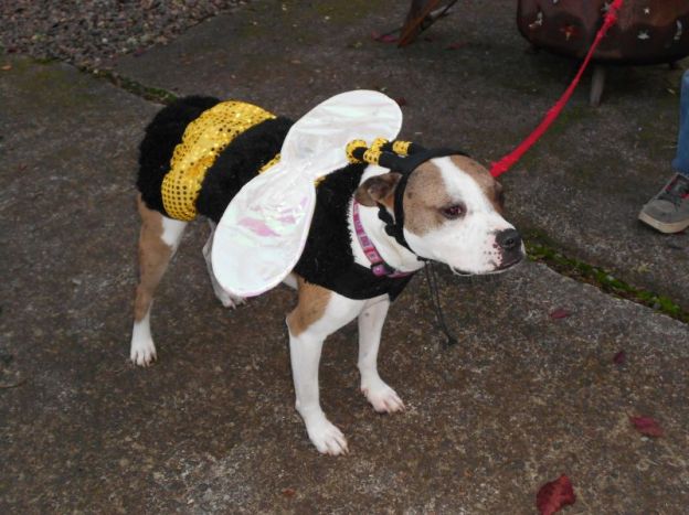 dog in bumblebee costume