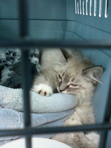 photo of a kitten in a cat carrier