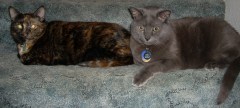 photo of two cats laying on blue carpeted stairs