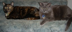 photo of two cats laying on blue carpeted stairs
