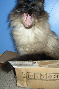 photo of cat yawning