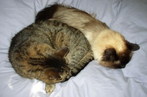 photo of two cats curled up together