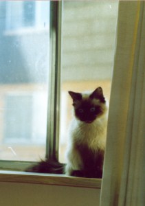 photo of kitten in a window