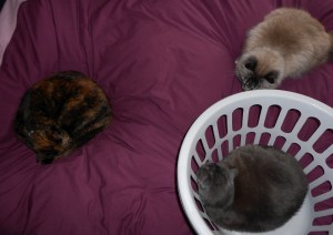 Photo of three cats laying on a bed with a dark pink cover. one cat is in a laundry basket.