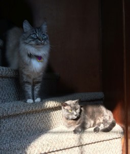 Photo of two cats on stairs