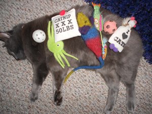 Photo of gray cat laying on side with toys on top