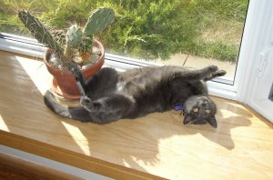 Photo of a gray cat laying in a sunny window near a pot of cactus.