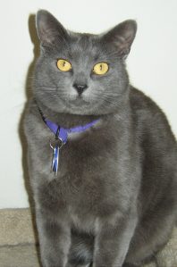 Photo of a gray cat with gold eyes